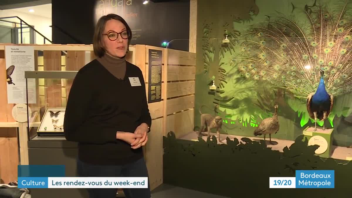 Exposition Jangala Muséum d'histoire naturelle de Bordeaux