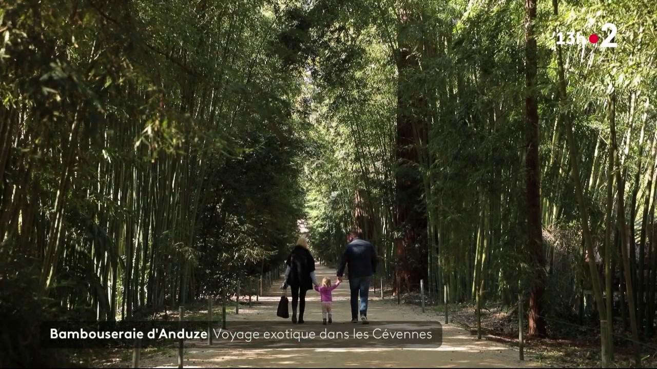 Le 13 Heures en France vous fait découvrir un site exceptionnel à Anduze, dans le Gard, où une bambouseraie, nichée dans les Cévennes, émerveille les visiteurs.