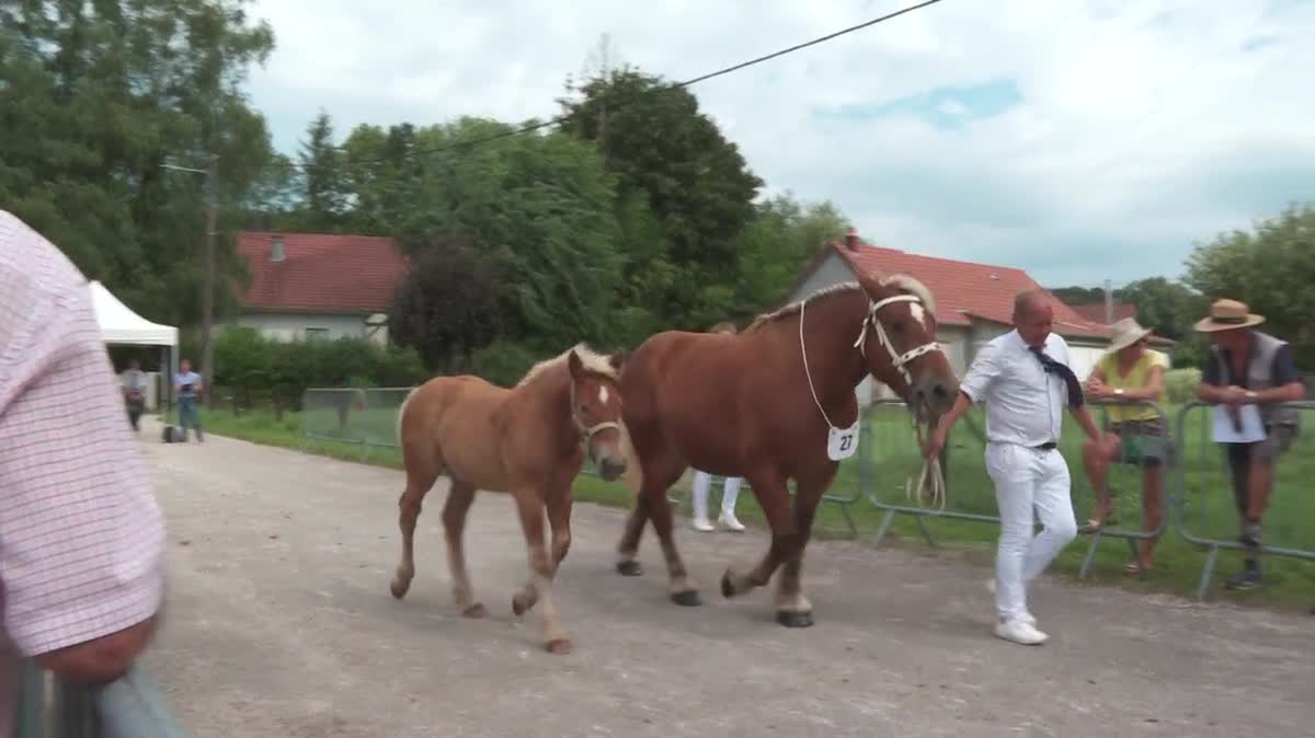 Cette année, la saison se déroule dans un contexte particulier : les organisateurs n’ont pas reçu les subventions gouvernementales permettant l’organisation des concours des chevaux de traits comtois.