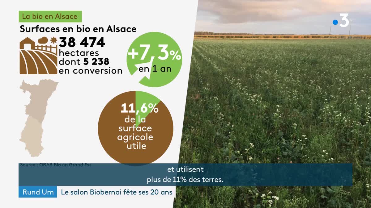 14% des exploitations alsaciennes sont en bio.