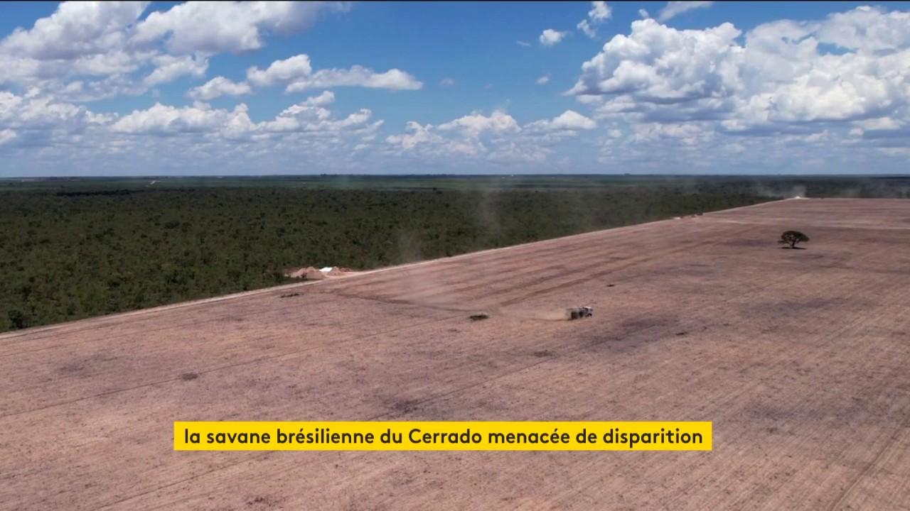 Déforestation : la forêt du Cerrado, au Brésil, menacée par la production de soja