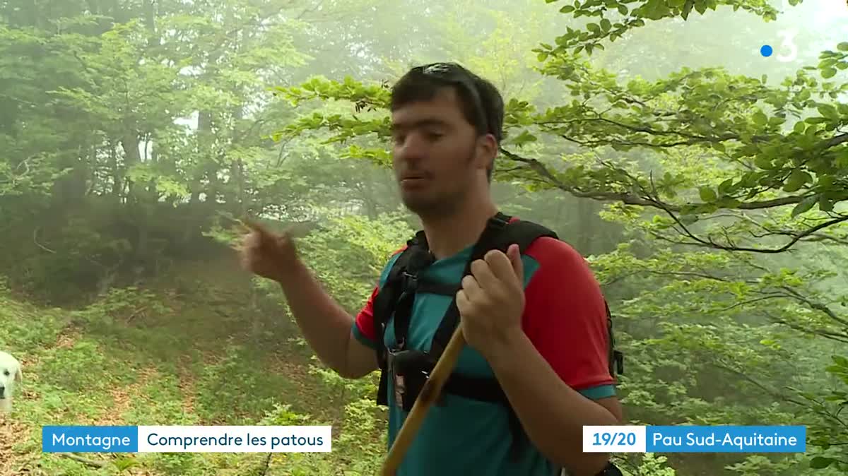 L'aboiement des chiens patous est une première alerte pour les randonneurs à l'approche d'un troupeau