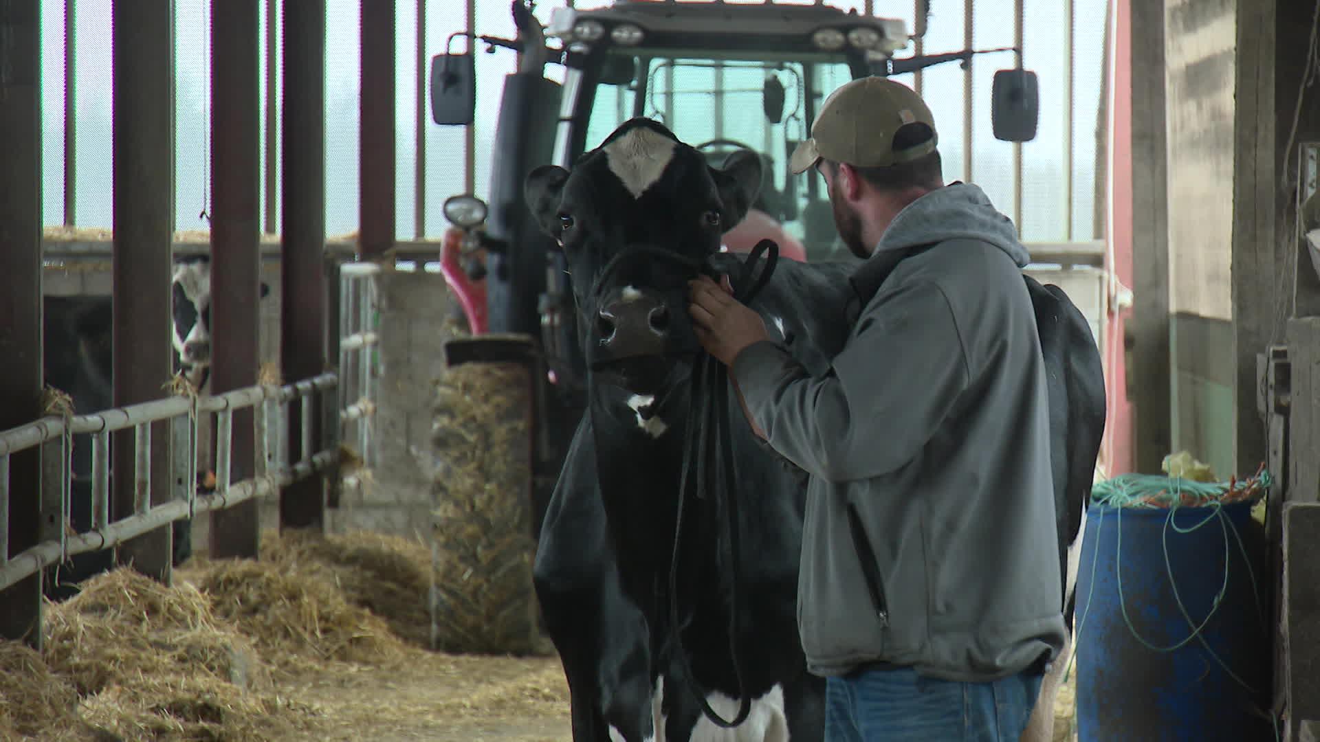 Être une belle Holstein, c’est aussi savoir défiler. Un exercice dont raffole Nacoby.