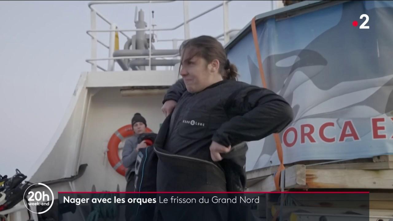 Turisme: I Norge svømmer turister ved siden av spekkhoggere