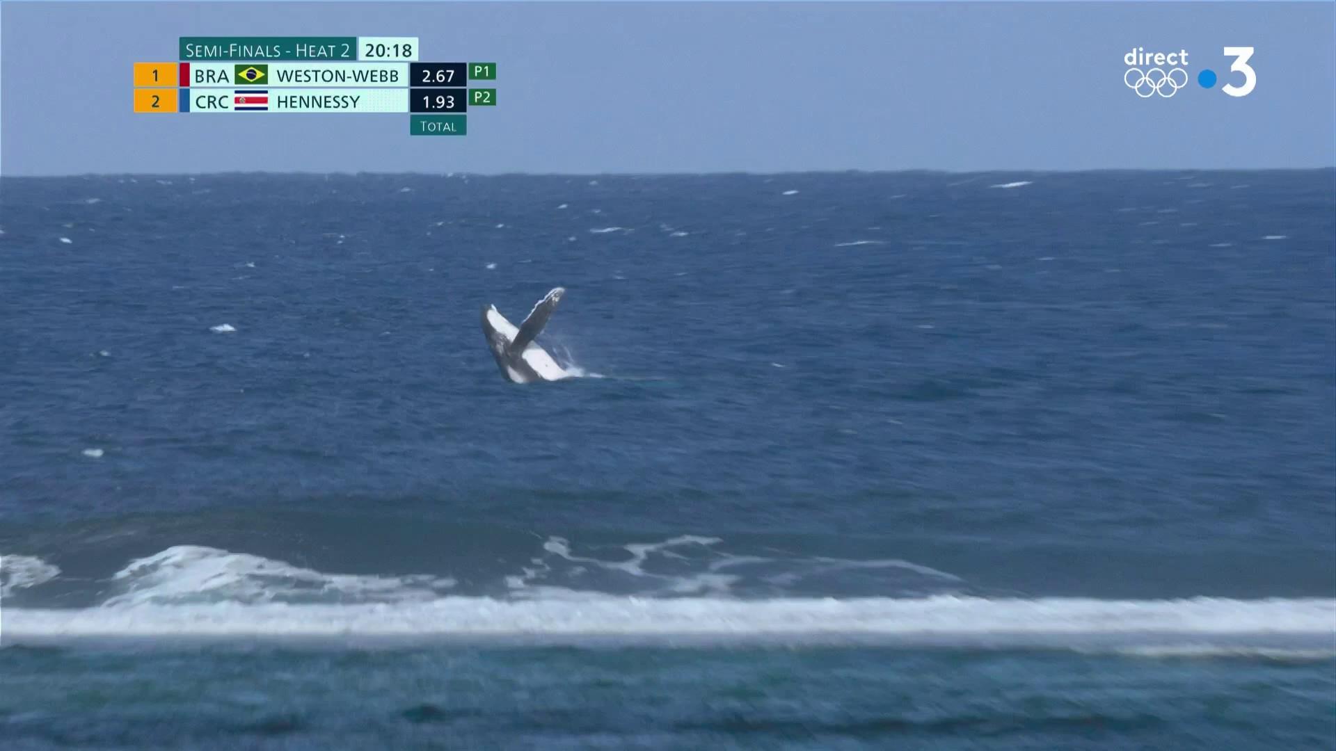 Une baleine lors des épreuves de surf, le 5 août 2024.