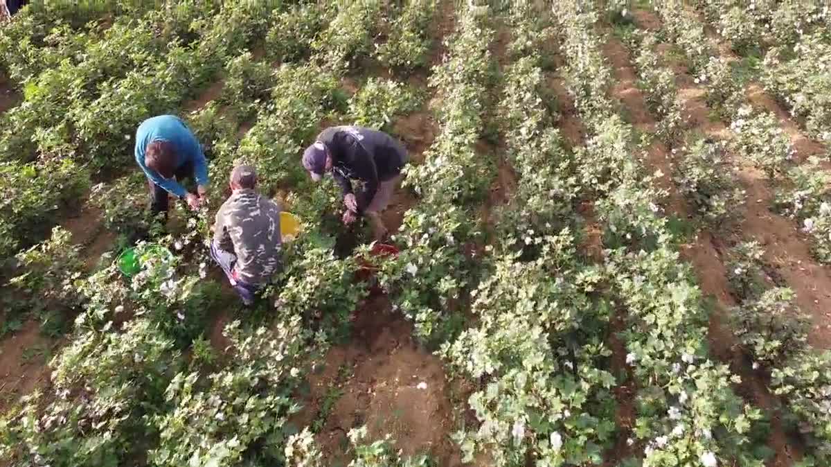 Deux champs de coton qui n'appartiennent pas seulement à la marque 1083, Thomas Huriez est en partenariat avec les agriculteurs et les investisseurs engagés de la Drôme et du Gers participant à la production de ce coton 100% français.