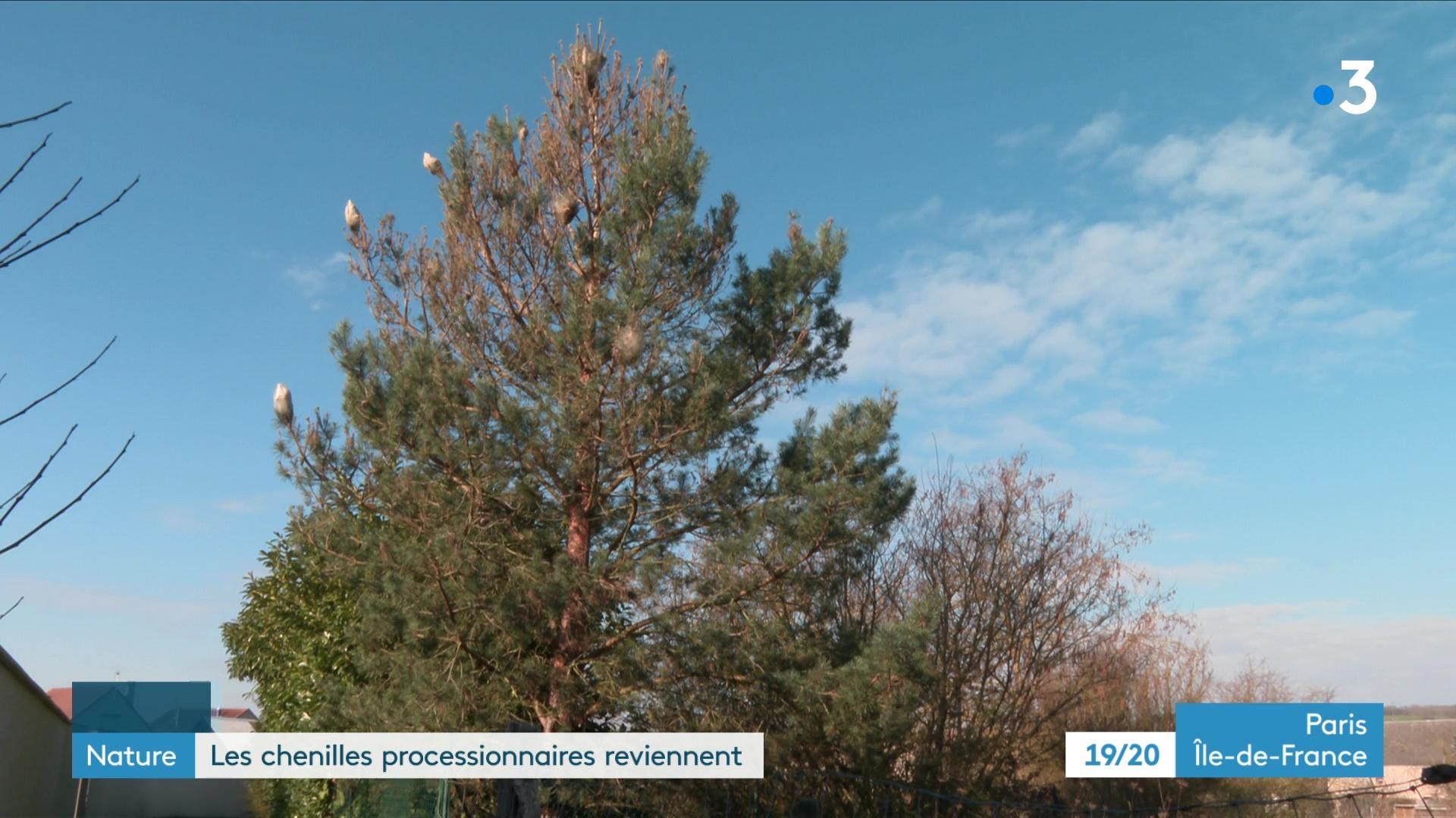 Dans un arbre, les chenilles processionnaires ont déjà construit leur nid et attendent des températures plus douces pour rejoindre la terre ferme.