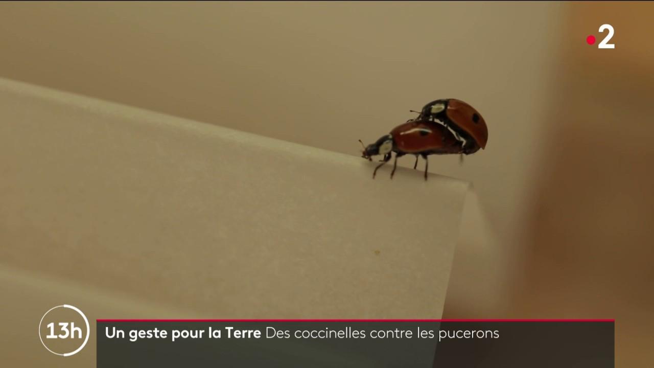 Environnement la ville de Caen distribue des coccinelles pour