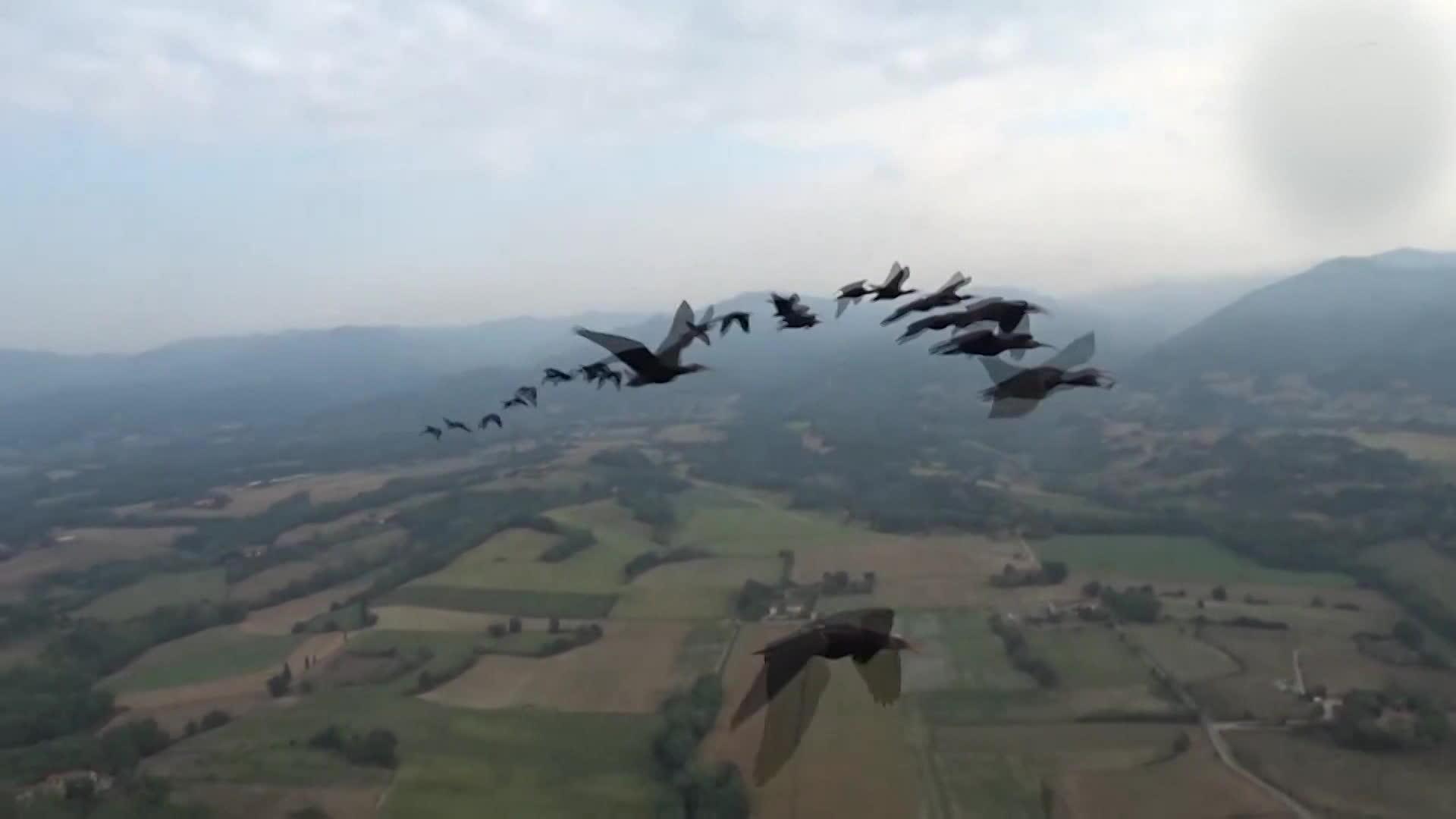 Une colonie d'Ibis chauves fait étape en Ardèche au cours de sa migration assistée entre l'Allemagne et le sud de l'Andalousie.