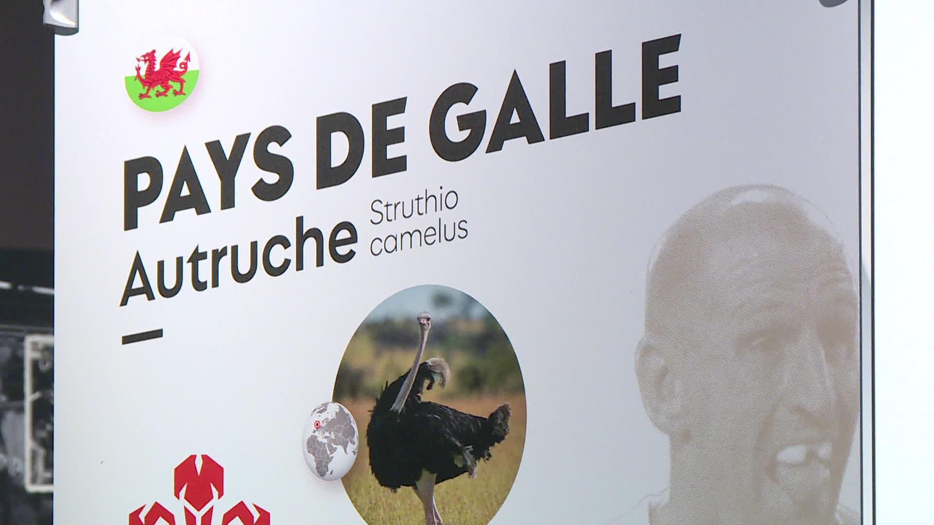 L'exposition Naturellement Rugby à Toulouse