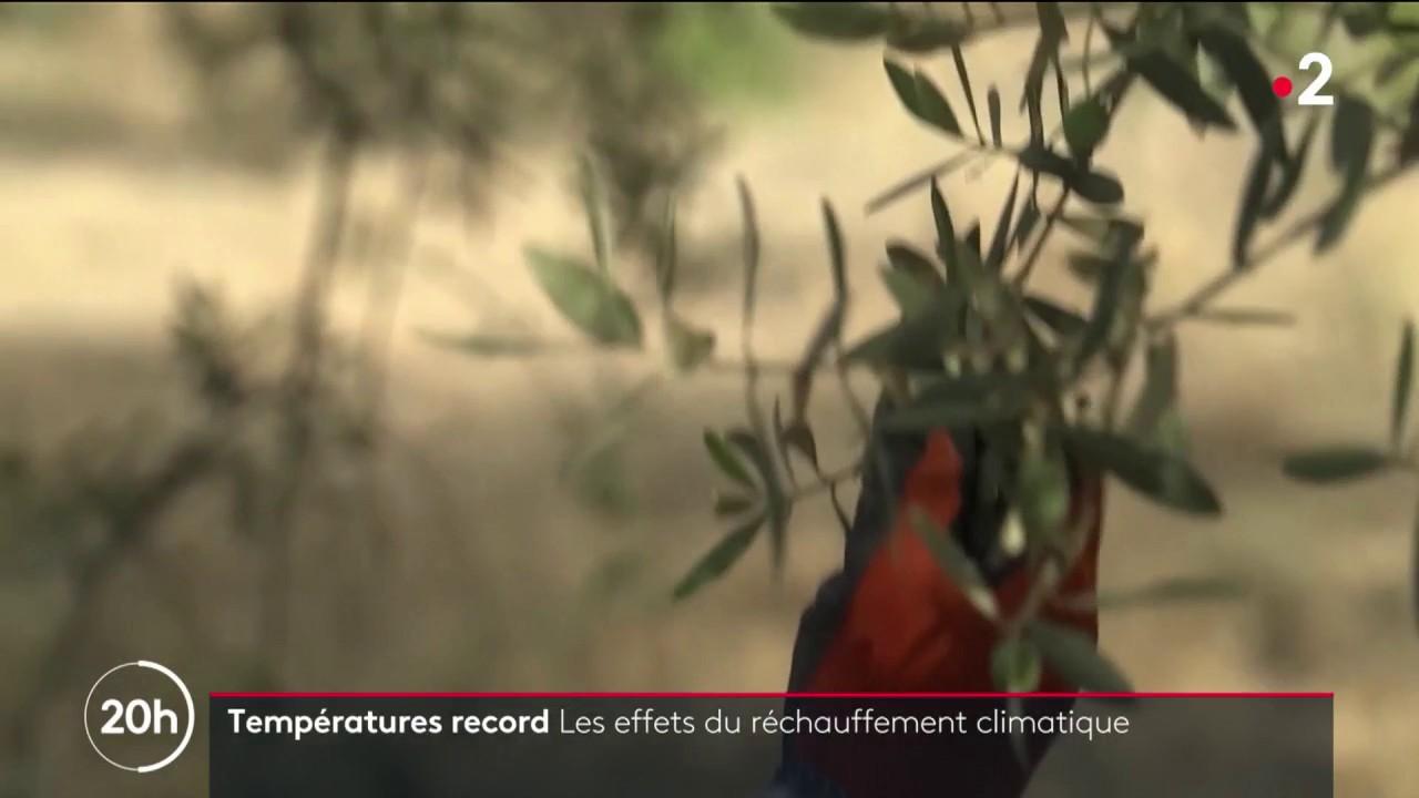 Records de températures : les effets du réchauffement climatique en cause