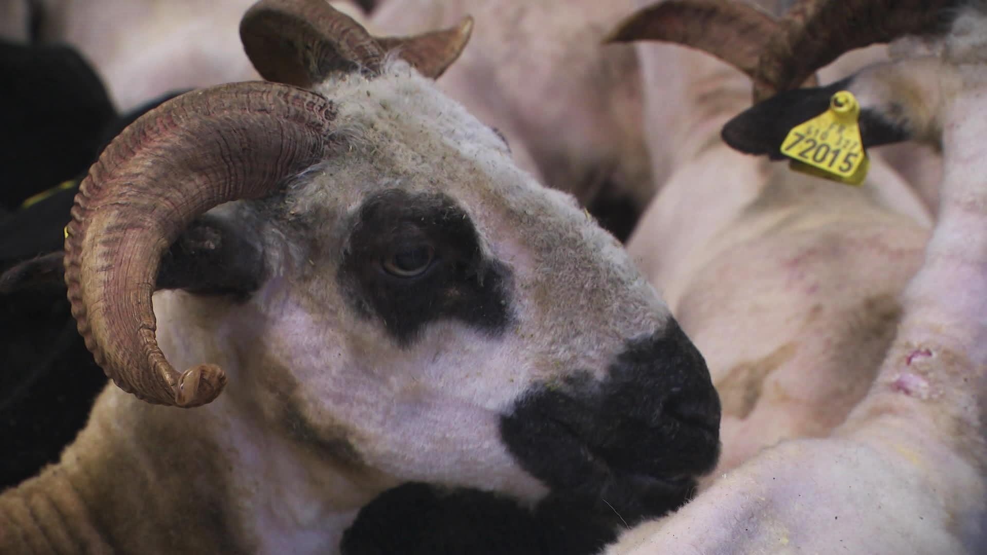 Près de 400 kilos de laine récupérés après la tonte des moutons de Noël Ballet-Baz, éleveur à Sallanches, en Haute-Savoie, font finir à la poubelle, faute de débouchés.