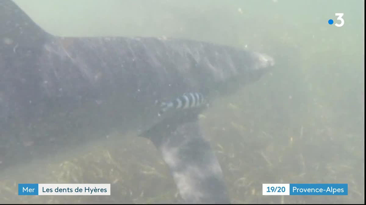 Un requin bleu vu à Hyères : la nouvelle attraction principale de la ville