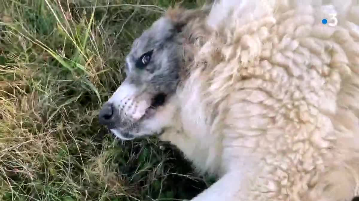 "Berger, c'est mon métier" : Anthony a débuté son élevage de moutons à Rouvray (Morvan) il y a quelques années