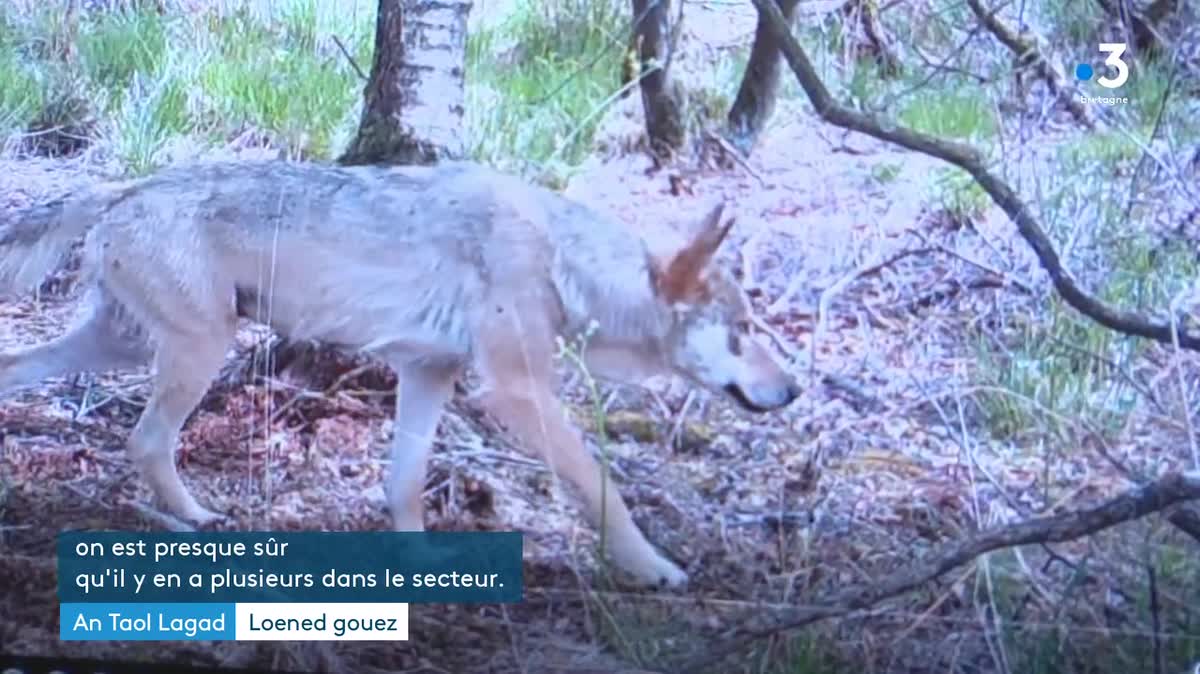 Pegen goullo e vo porzhioù pesketa Breizh er bloavezhioù da zont ?