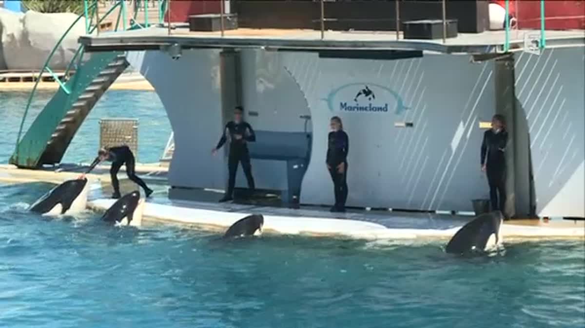 La reproduction des orques et des dauphins en captivité interdite