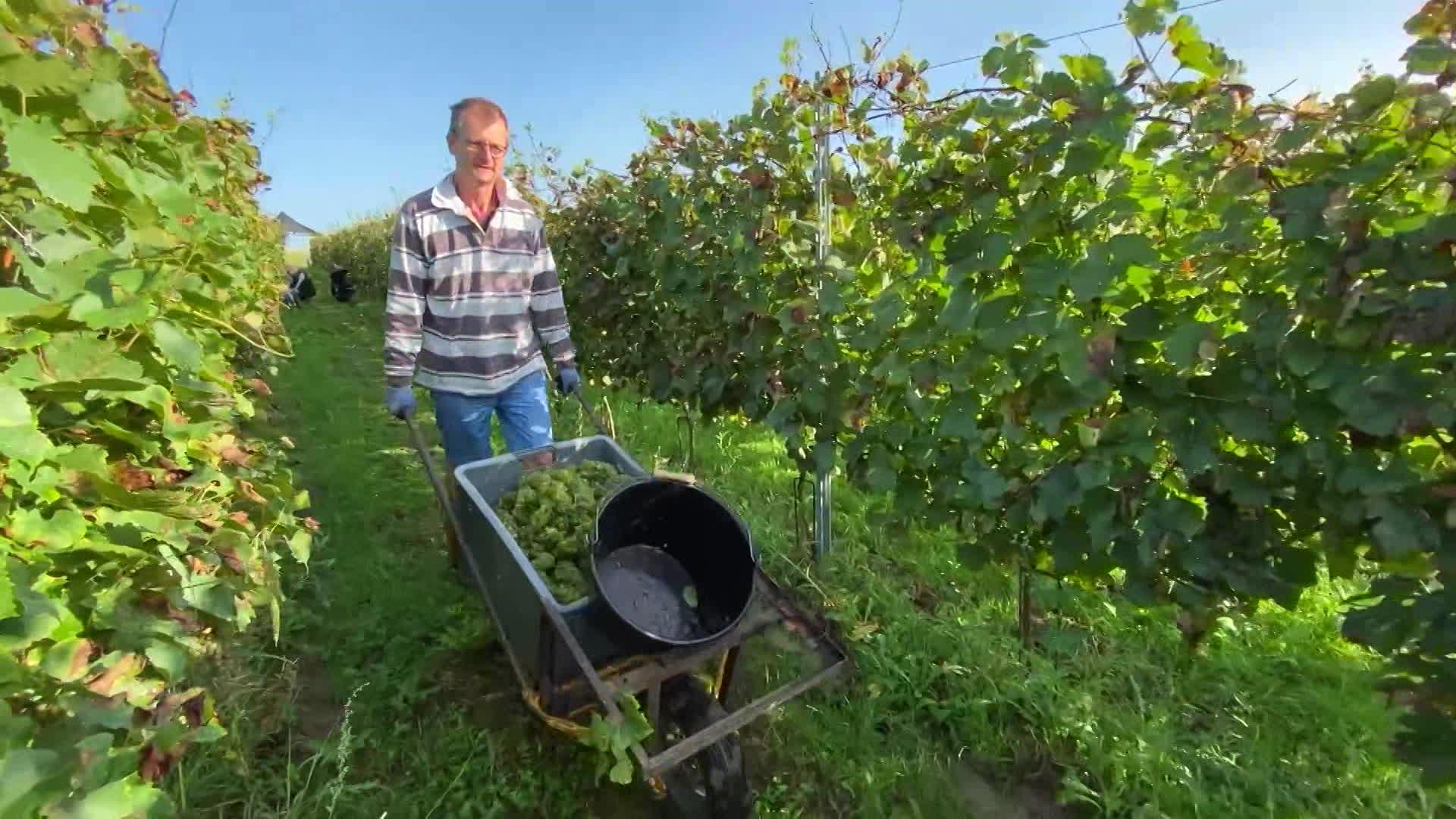 Les vendanges en Belgique, samedi 23 septembre 2023.