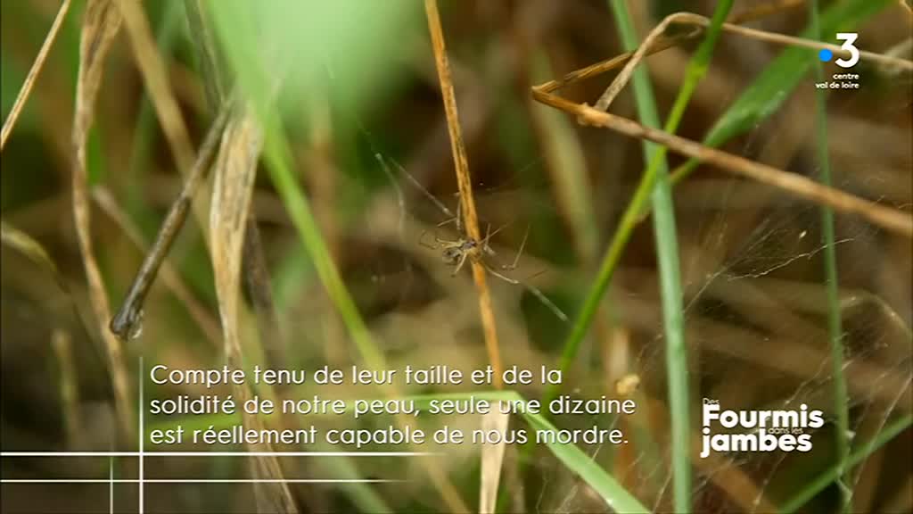 Les nouveaux nomades : Des fourmis dans les jambes