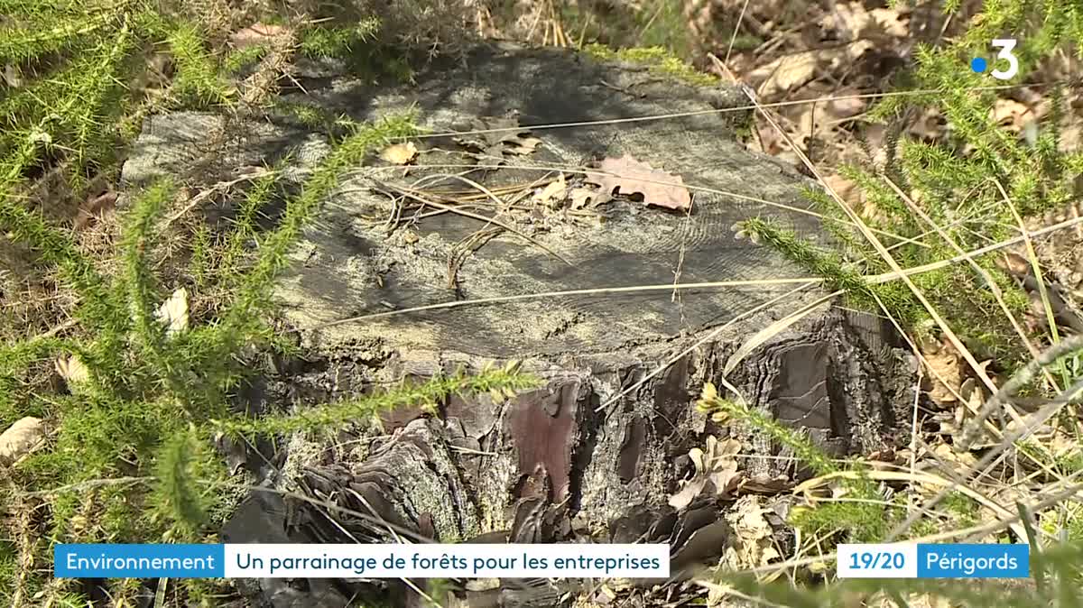 Ma Grande Forêt propose le parrainage de forêts-puits de carbone