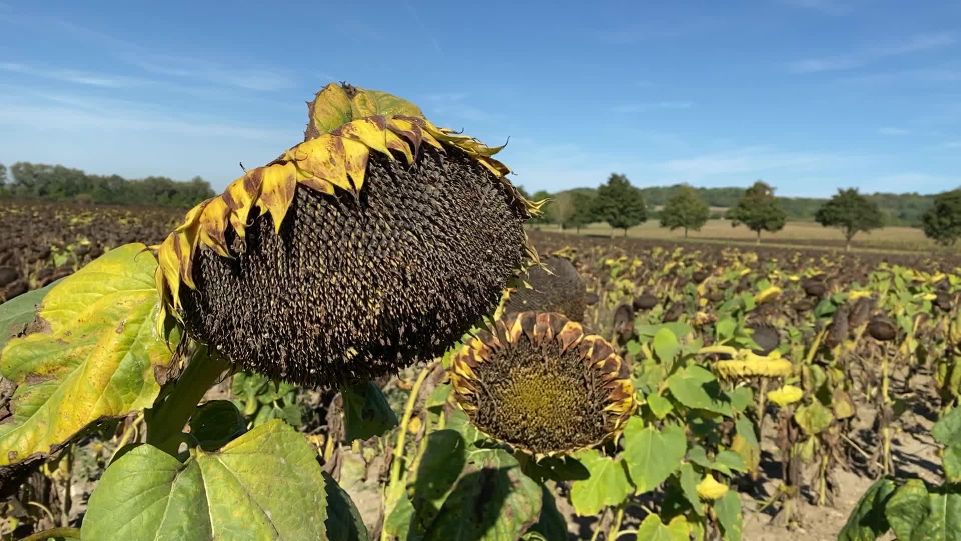 La culture du tournesol fait son grand retour dans l'Aisne.