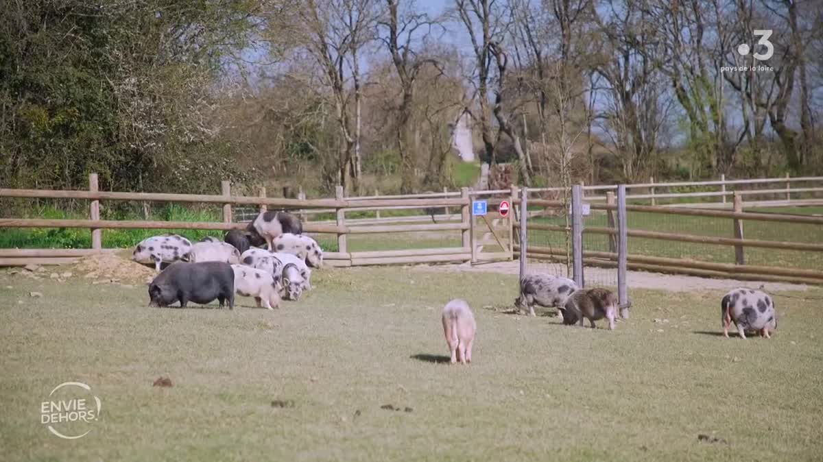 Groin-Groin, le sanctuaire des cochons abandonnés