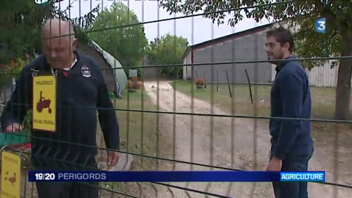 800 canetons livrés dans une ferme de Celles en Dordogne