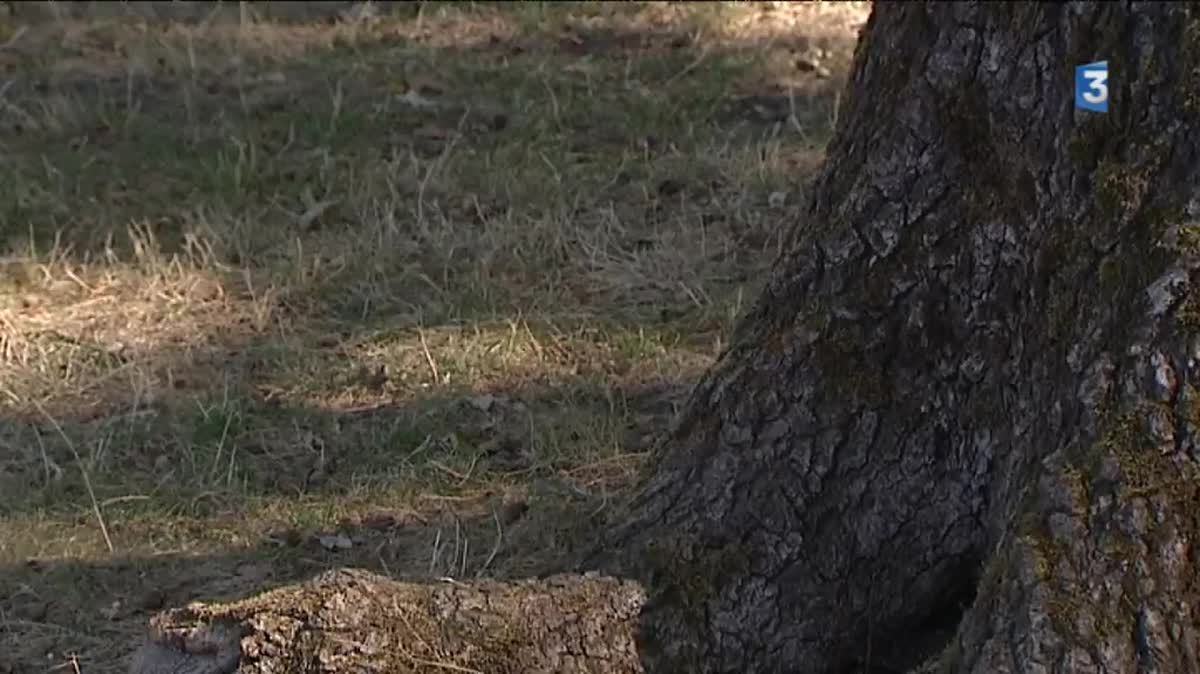 Les chercheurs de champignons ne trouvent rien à ramasser dans la forêt de Vouillé près de Poitiers à cause de la sécheresse.