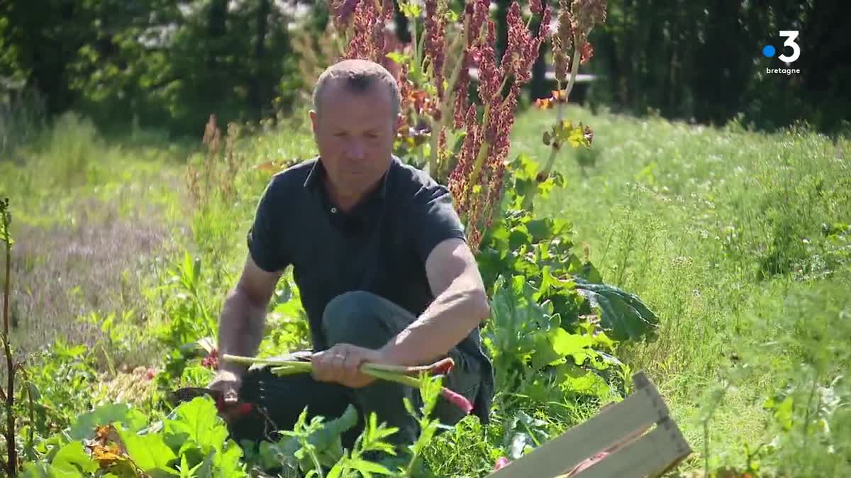 La rhubarbe fait partie des légumes de saison qui peut être cueillie en ce moment dans les exploitations ouvertes au public.