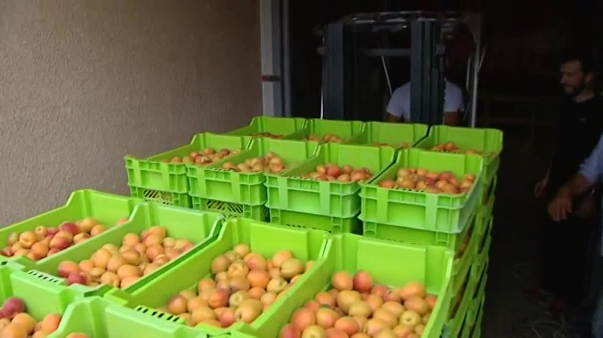 Les maraîchers rencontrent les plus grandes difficultés à ramasser la production qui devait alimenter les marchés, pour l'heure sont interdits...