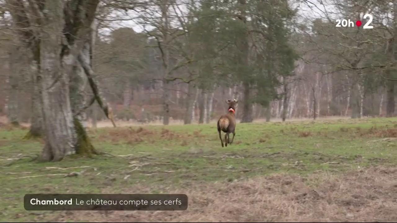 À Chambord, dans le Loir-et-Cher, une vaste opération de comptage de cerf a eu lieu, afin de déterminer les conséquences de la chasse et du réchauffement climatique sur les espèces.