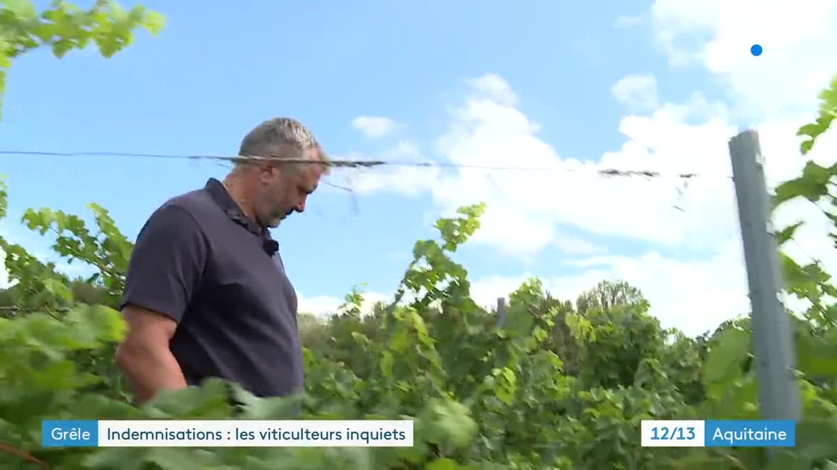 Les orages de grêle du mois de juin ont décimé de nombreuses vignes en Gironde