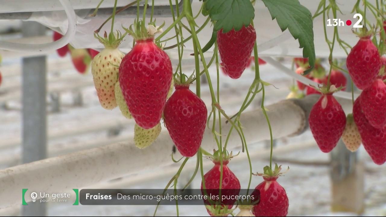 Dans le Finistère, un producteur de fraises teste une méthode encore peu utilisée pour se débarrasser du fléau des pucerons : les micro-guêpes.  Un test qui pourrait bien remplacer les pesticides.