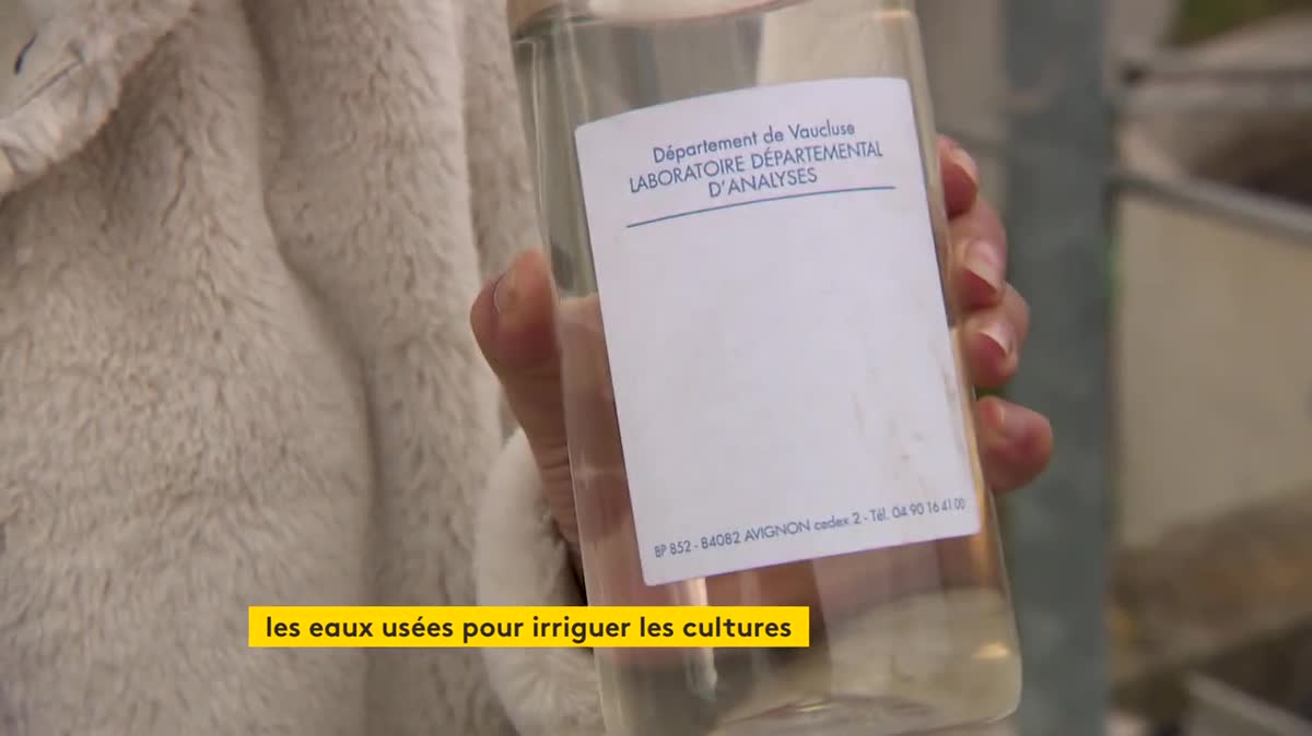 Aux Baux-de-Provence, des eaux usées pour irriguer des oliviers