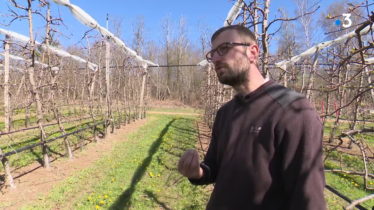 Loïc Kammerer dans son verger. Éveillé depuis 2 h du matin, constate que les bourgeons sont viables, en fin de matinée.  -3• au lever du jour, heureusement loin du seuil critique de moins 6•, un seuil qui peut provoquer jusqu’à 90 % de dégâts.