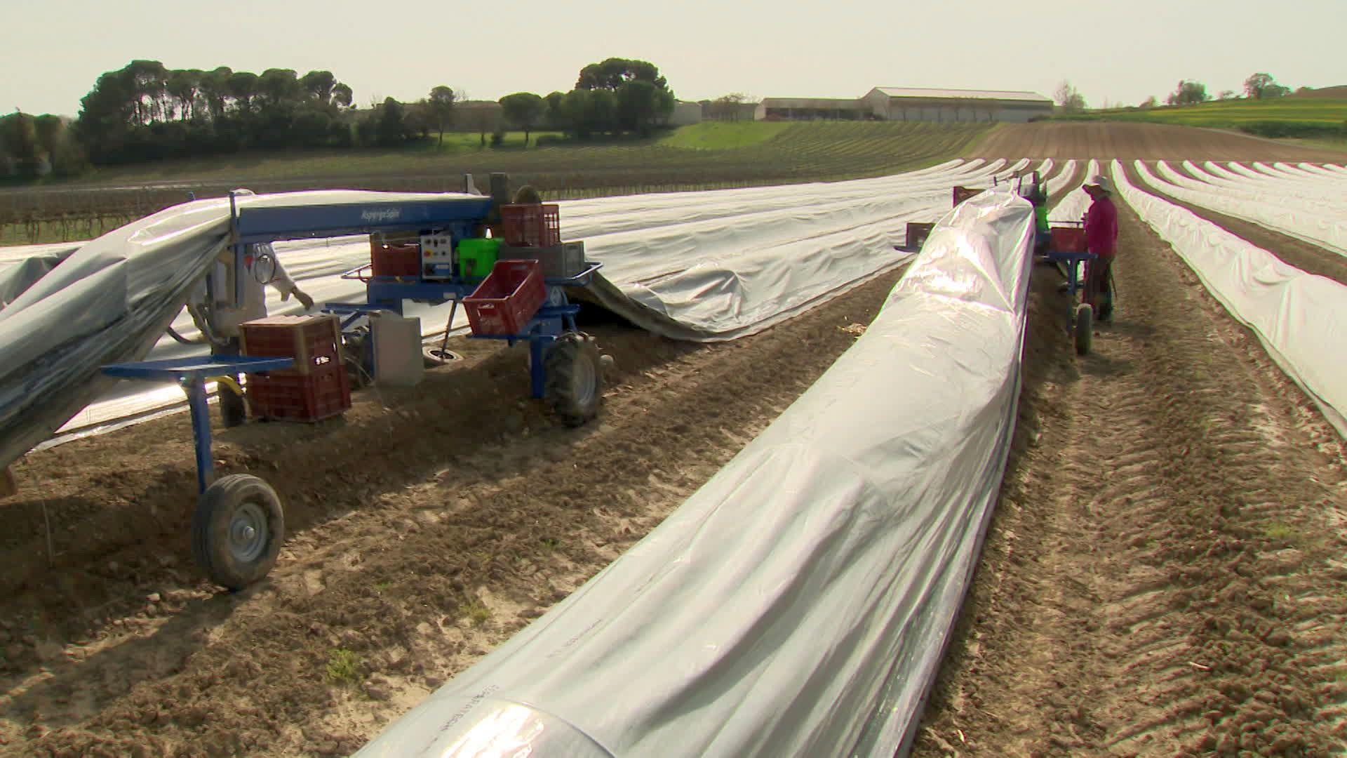 Aude - la récolte des asperges vertes a débuté avec deux semaines d'avance en Lauragais et la production est exceptionnelle - 21 mars 2024.