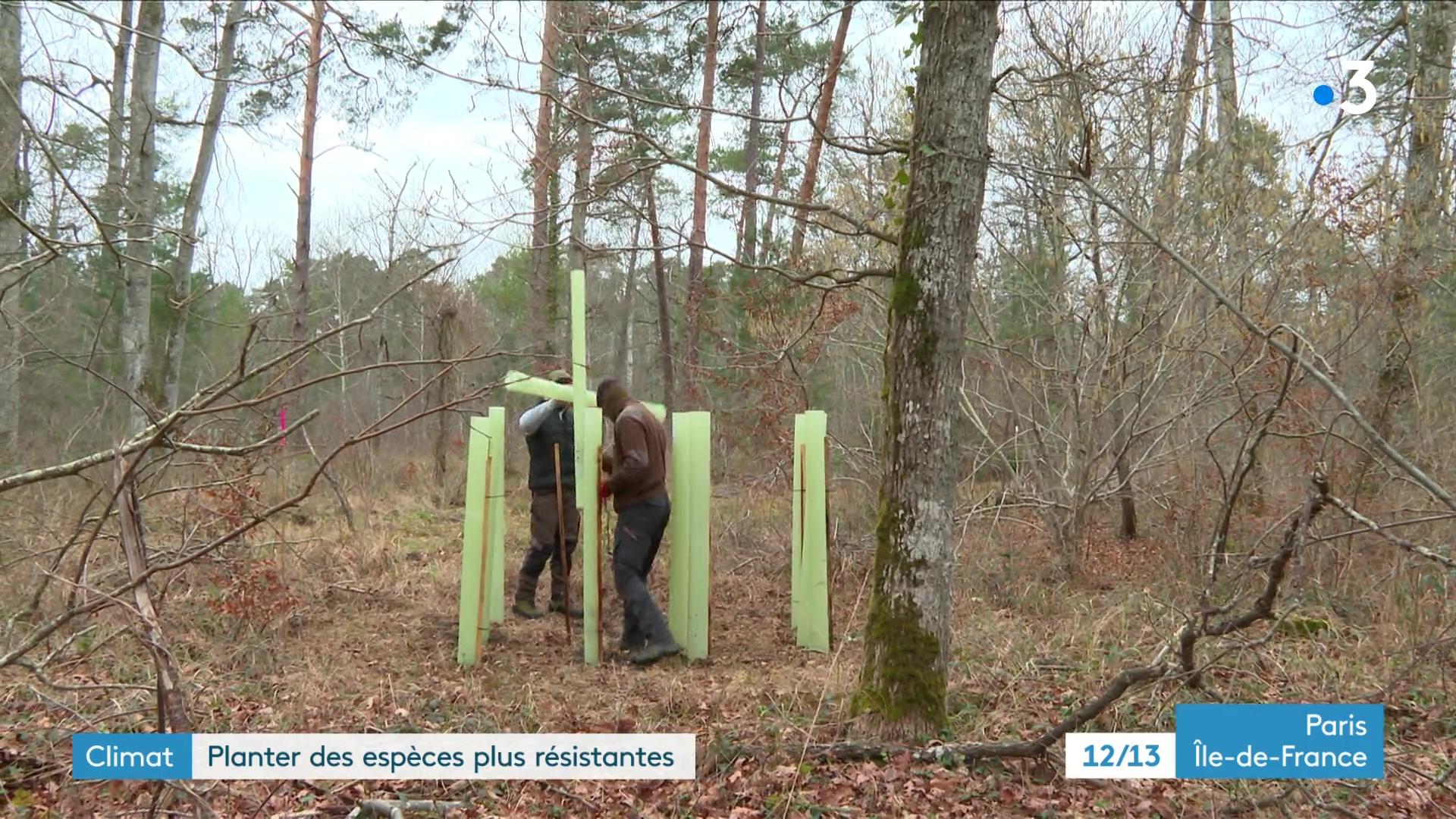 Ce chêne, récupéré sous forme de gland dans la forêt de Fontainebleau, a poussé en serre avant d'être replanté dans la forêt et de grandir sous l'œil attentif des agents de l'ONF