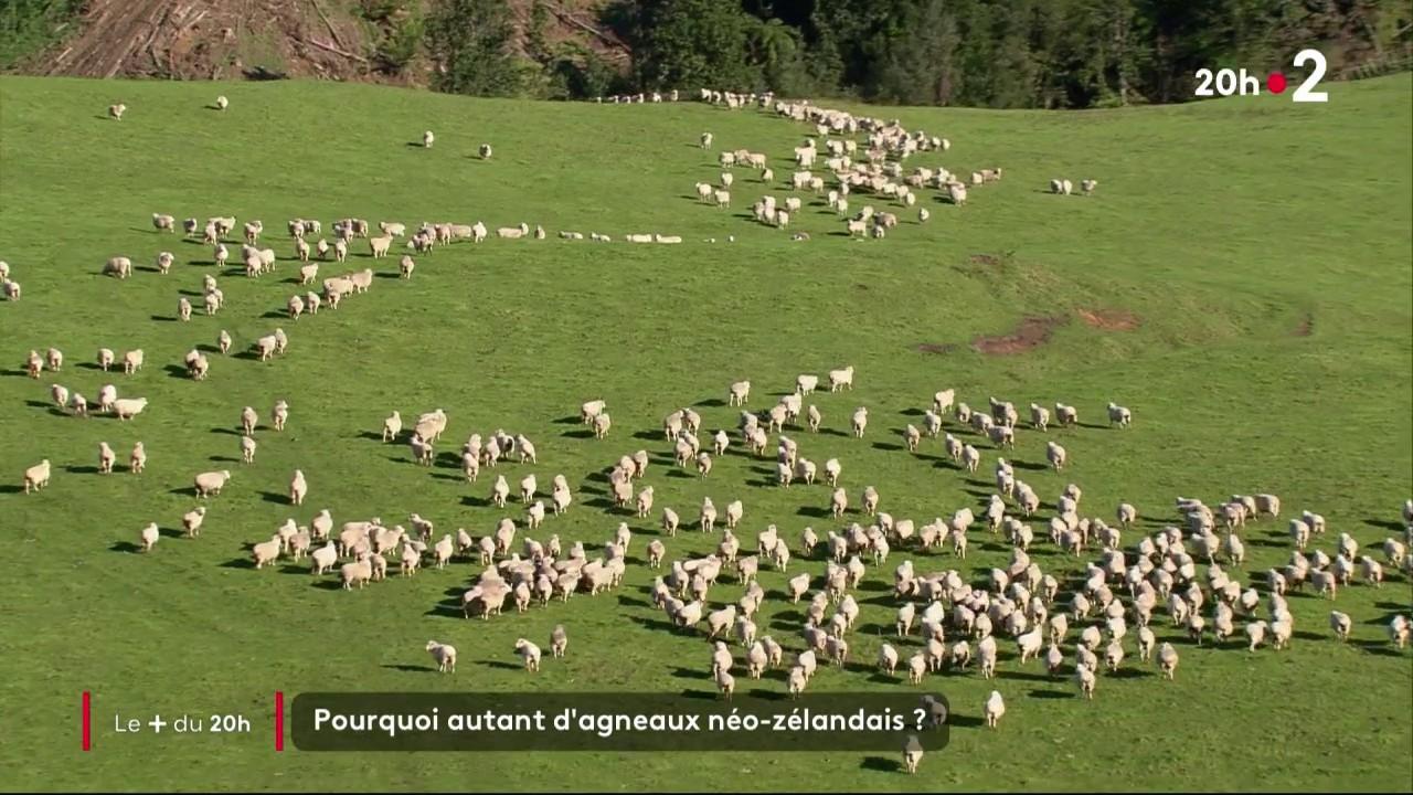 De nombreux Français achètent de la viande d'agneau, à l'approche de Pâques. Il faut débourser en moyenne 23 euros pour kilo de gigot, contre 9 euros pour son équivalent néo-zélandais. Comment expliquer cet écart de prix ?