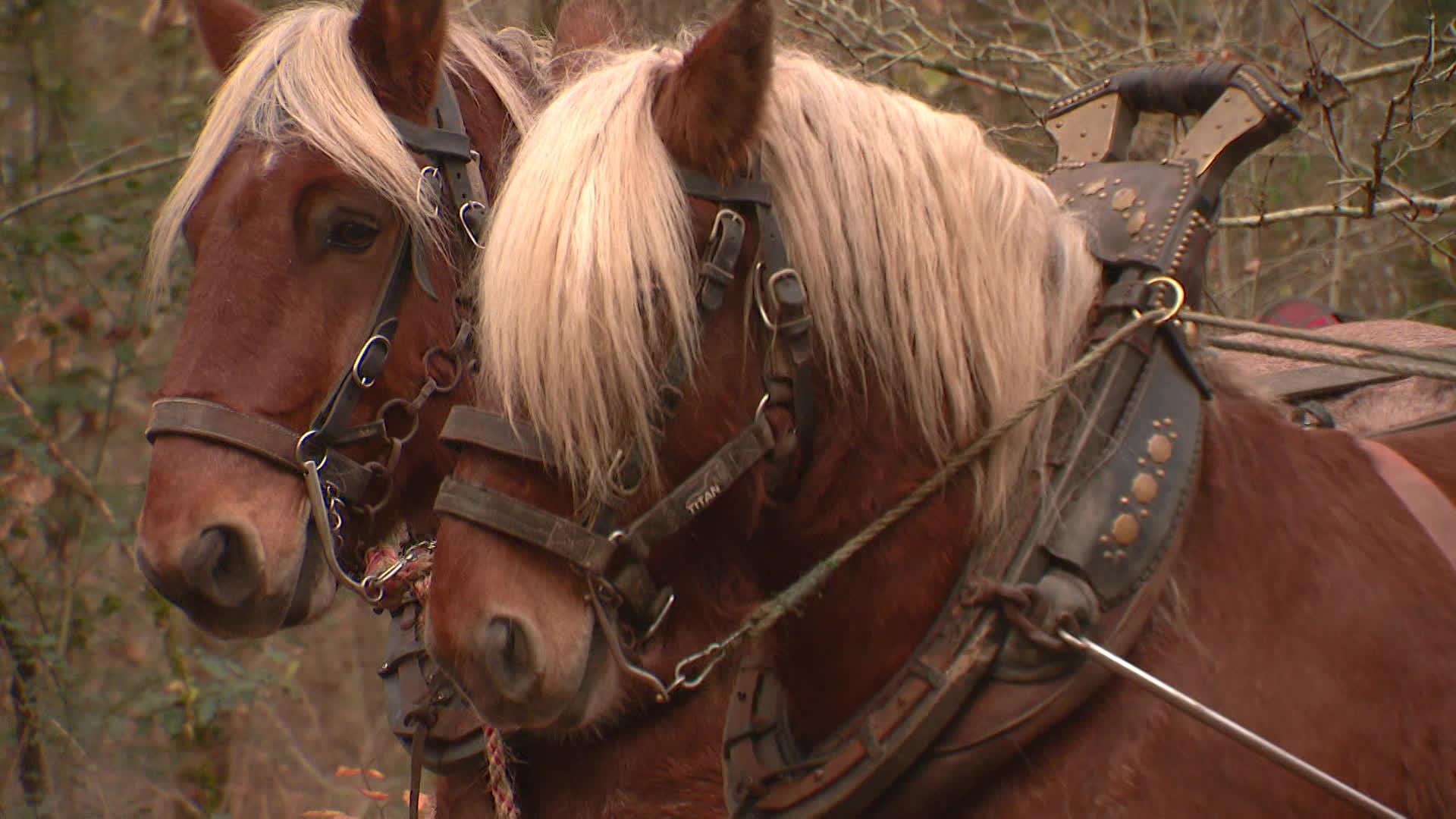 Le débardage à cheval présente de nombreux avantages par rapport au débardage au tracteur, plus courant.