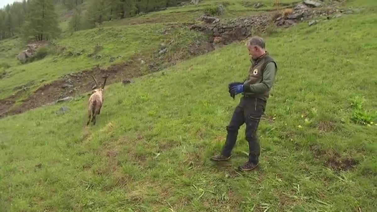 La création, il y a 100 ans du Gran Paradiso en Italie et il y a 60 ans du parc de la Vanoise en France, aura permis de sauver de l'extinction totale, la population de bouquetins des Alpes.