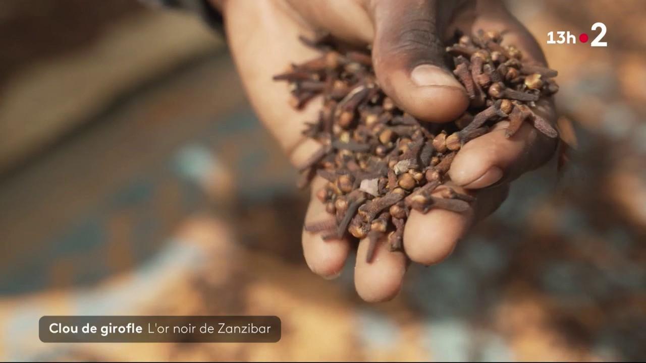 Dans l'archipel de Zanzibar, au milieu de l'océan Indien, les clous de girofle font la fierté des habitants.  Une véritable ressource économique, et un symbole culturel.