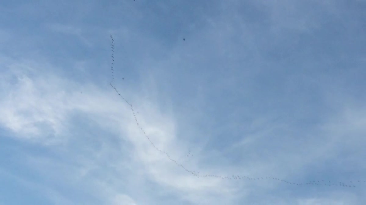 Des grues dans le ciel de Limoges à 16h45 le le dimanche 30 octobre 2016