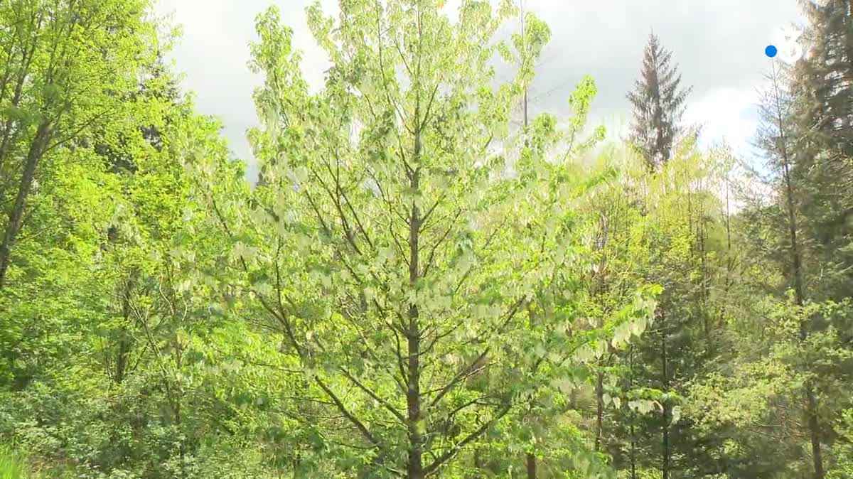 Un arbre aux mouchoirs à l'arboretum de La Jonchère en Haute-Vienne - 04/05/23 -