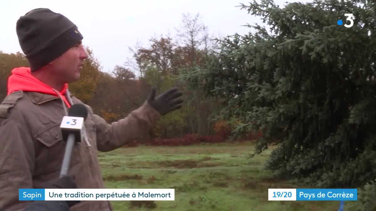 Le sapin est installé au giratoire de Malemort, en Corrèze.