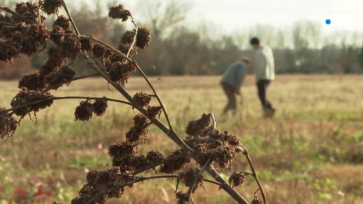 Fleurs de CBD produites dans l'Hérault