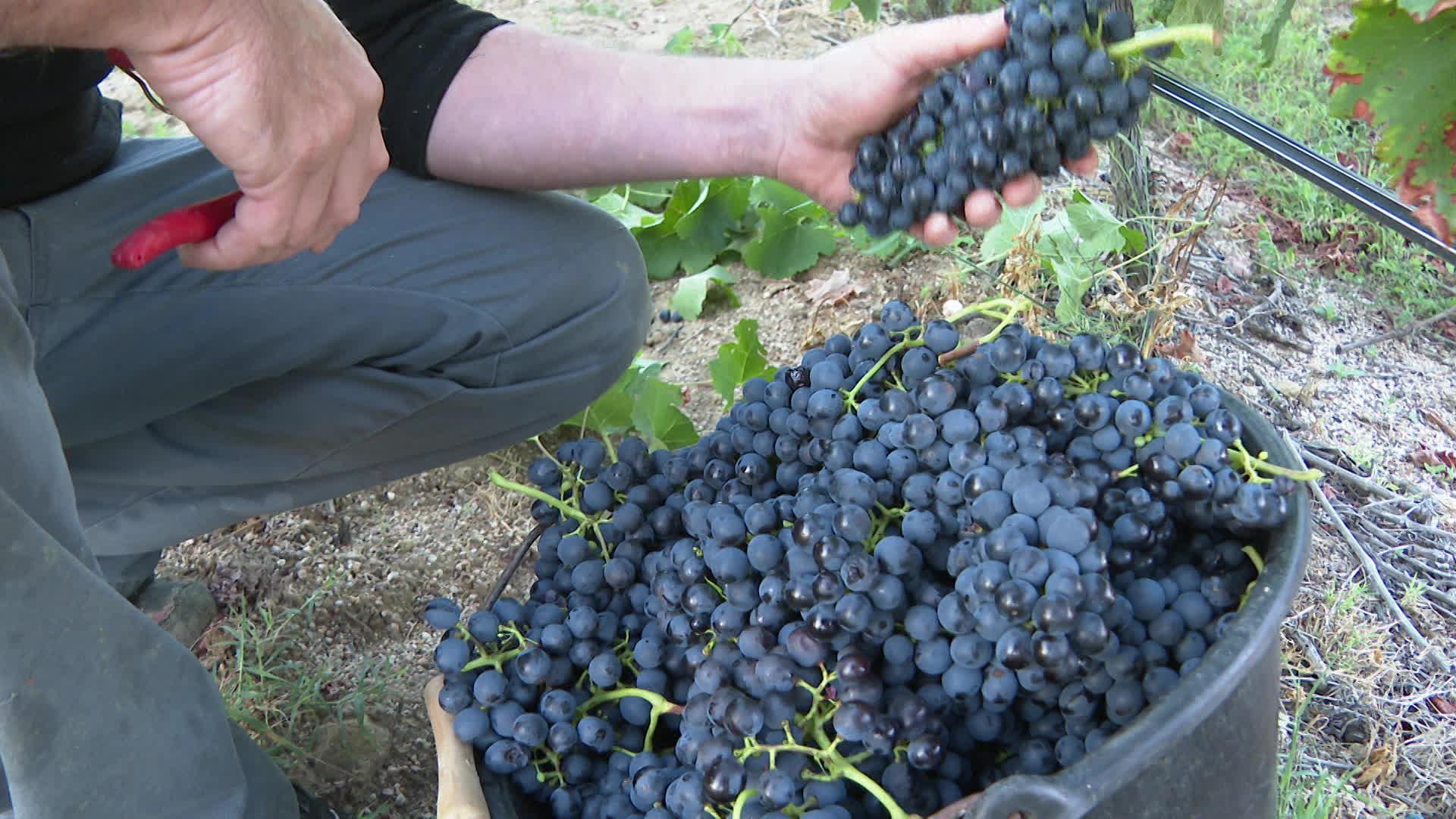 Belle récolte 2023 pour le Syrah en Ardèche