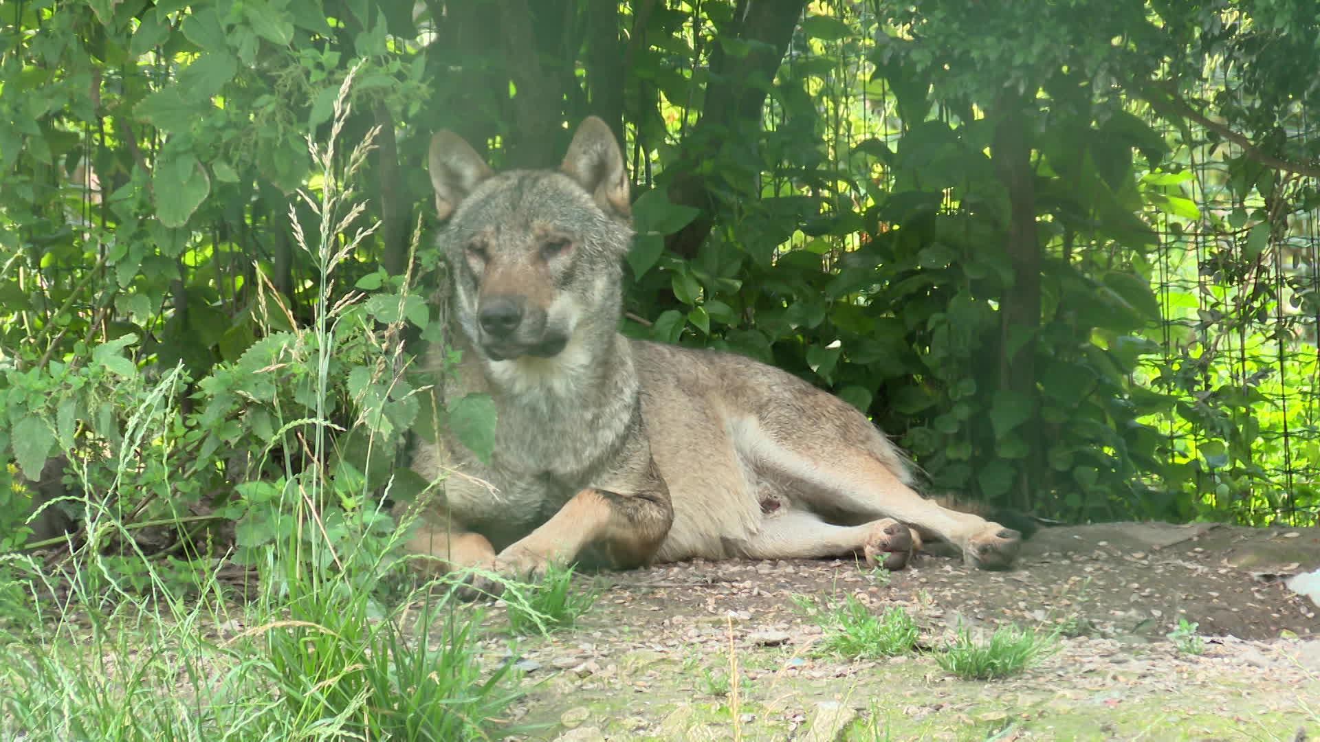 Un loup au repos dans le refuge de Frontenay Rohan Rohan (79)