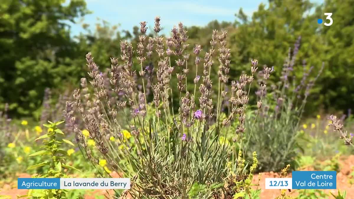 Champ de lavande à Levroux (Indre) - 31 juillet 2023