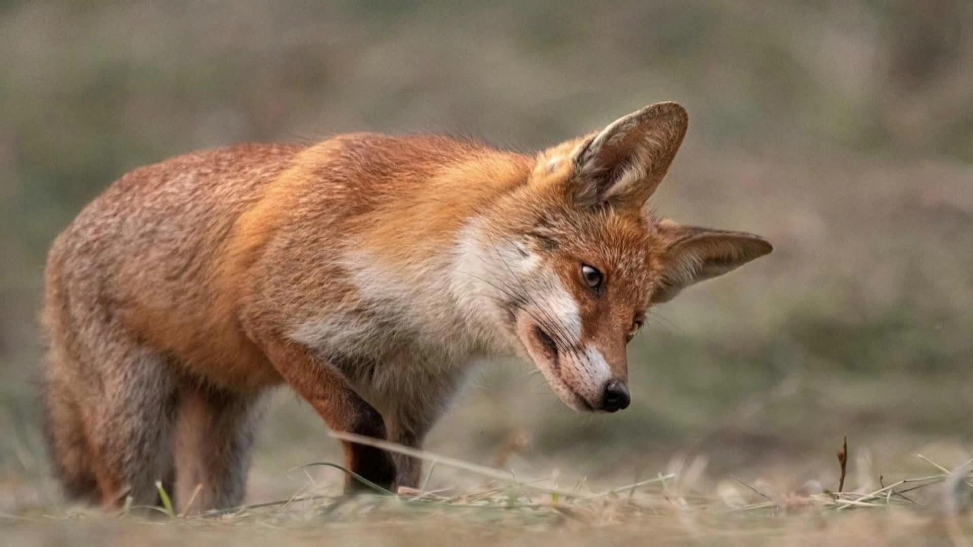 Jeune renard en liberté dans l'objectif de Pierre Feynie.