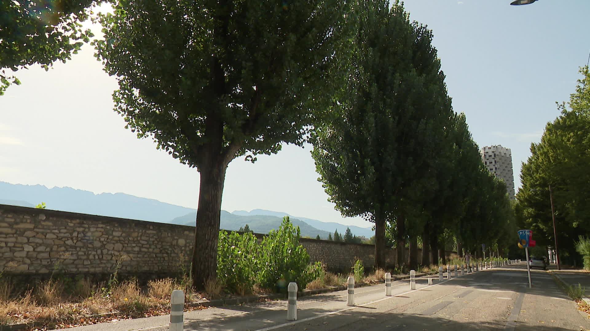 La ville de Grenoble prévoit d'abattre une quinzaine de peupliers rue Aimon-de-Chissé, dans le quartier de l'île verte. La décision est mal comprise de certains habitants et du collectif Vivre à Grenoble.