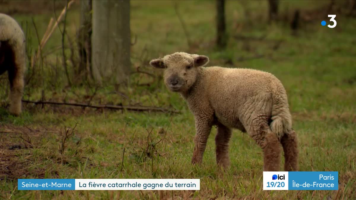 David Tourte manipule ses moutons pour s'assurer de leur bonne santé